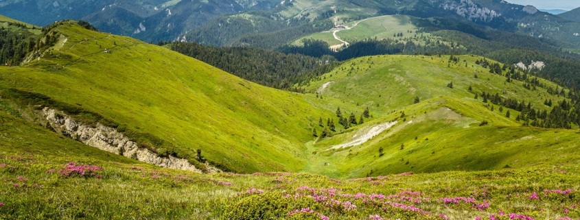 bujorul de munte