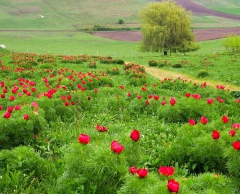 Rezervația naturală de bujori de la Zau de Câmpie – Comoara roșie a Câmpiei Transilvaniei