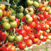 România a pierdut 2.600 de soiuri de legume în ultimii 35 de ani. Apel pentru salvarea patrimoniului vegetal românesc