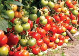 România a pierdut 2.600 de soiuri de legume în ultimii 35 de ani. Apel pentru salvarea patrimoniului vegetal românesc România a pierdut 2.600 de soiuri de legume în ultimii 35 de ani. Apel pentru salvarea patrimoniului vegetal românesc