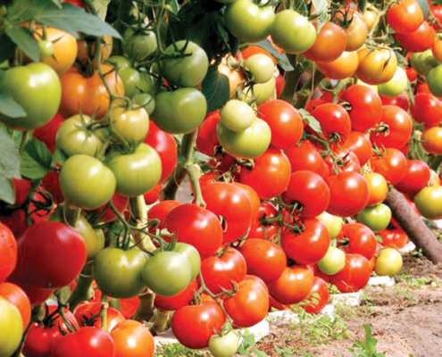 România a pierdut 2.600 de soiuri de legume în ultimii 35 de ani. Apel pentru salvarea patrimoniului vegetal românesc