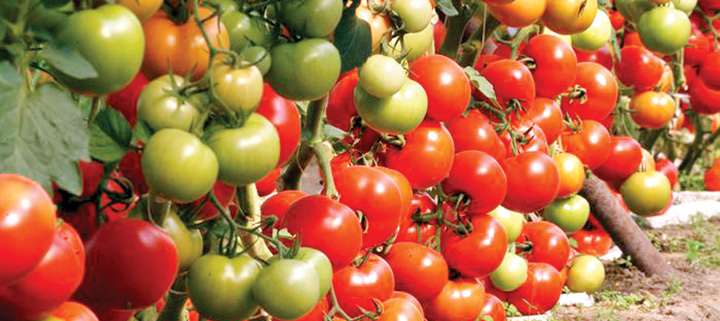 România a pierdut 2.600 de soiuri de legume în ultimii 35 de ani. Apel pentru salvarea patrimoniului vegetal românesc